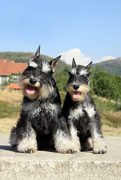 Schnauzer Gigante