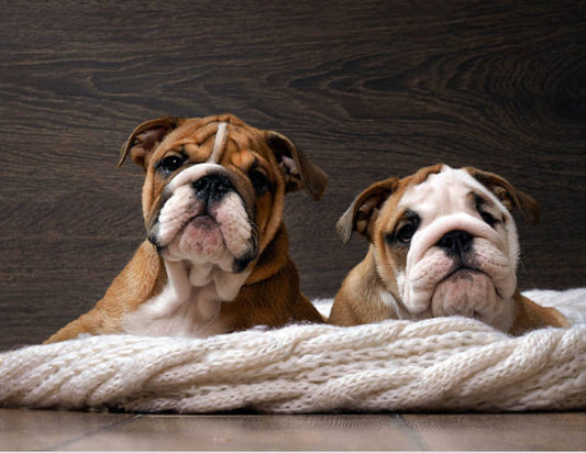 Bulldog Inglés