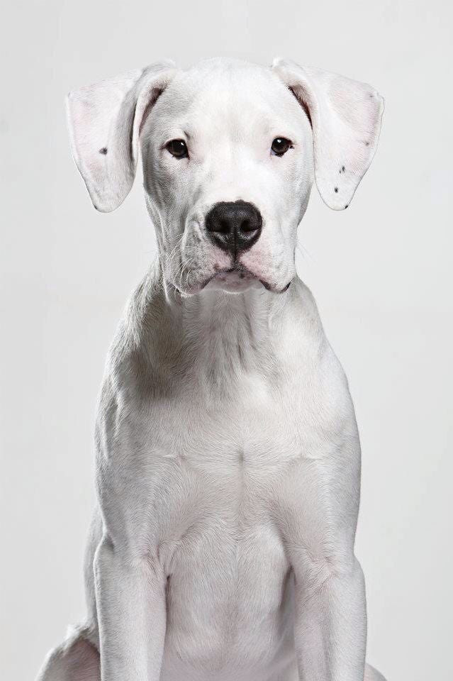 Dogo Argentino