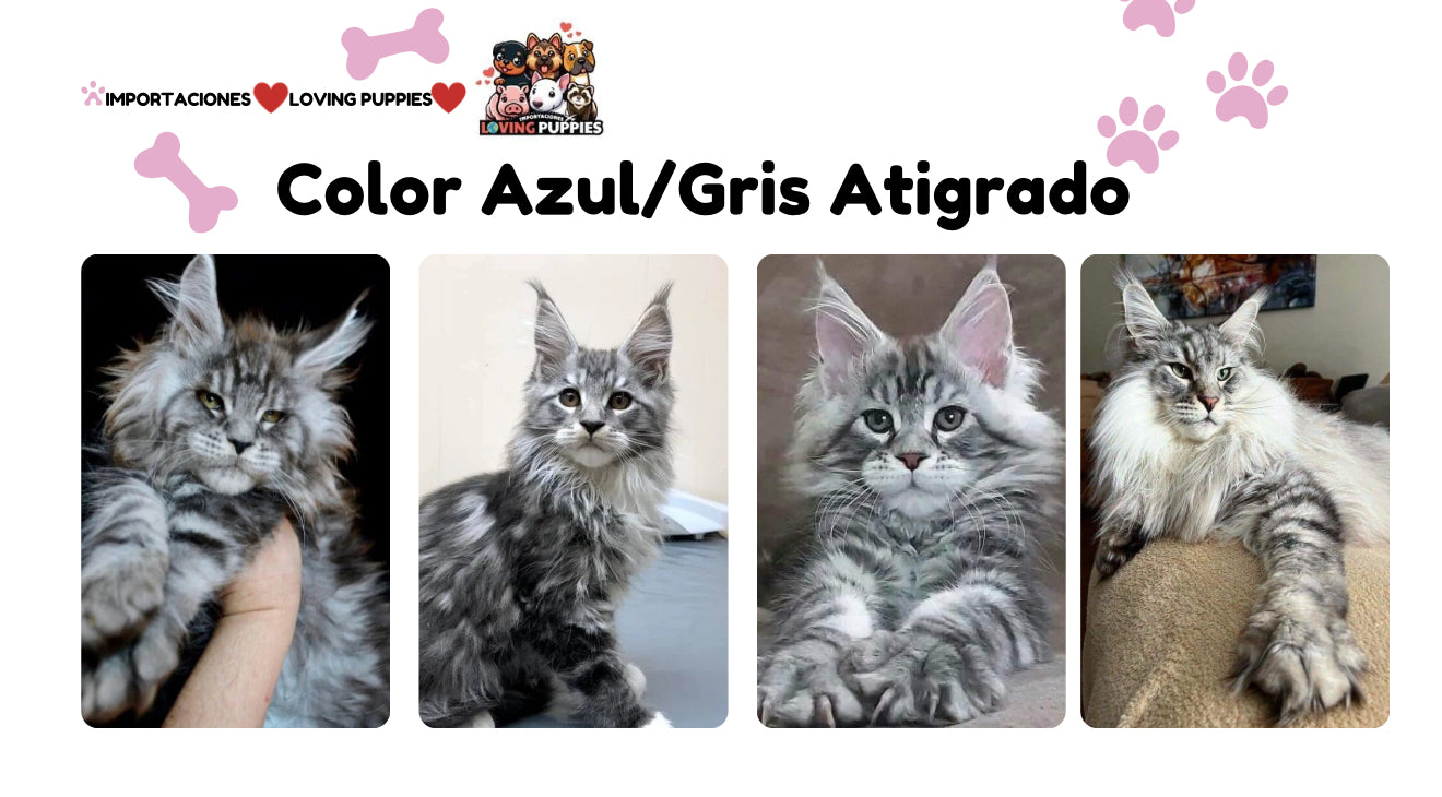 Gato Gigante Maine Coon