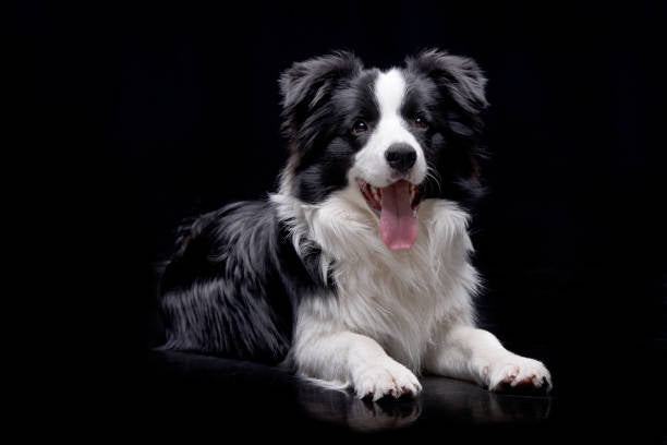 Border Collie Standard