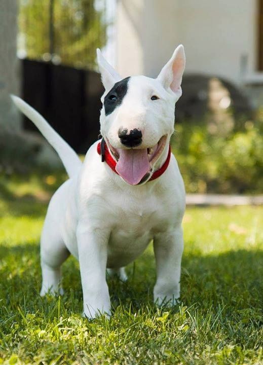 Bull Terrier