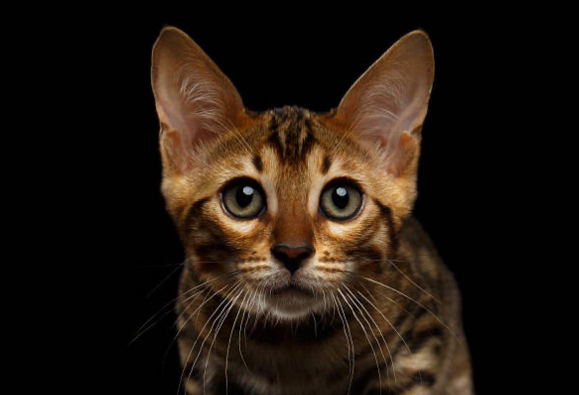 Gato Bengalí