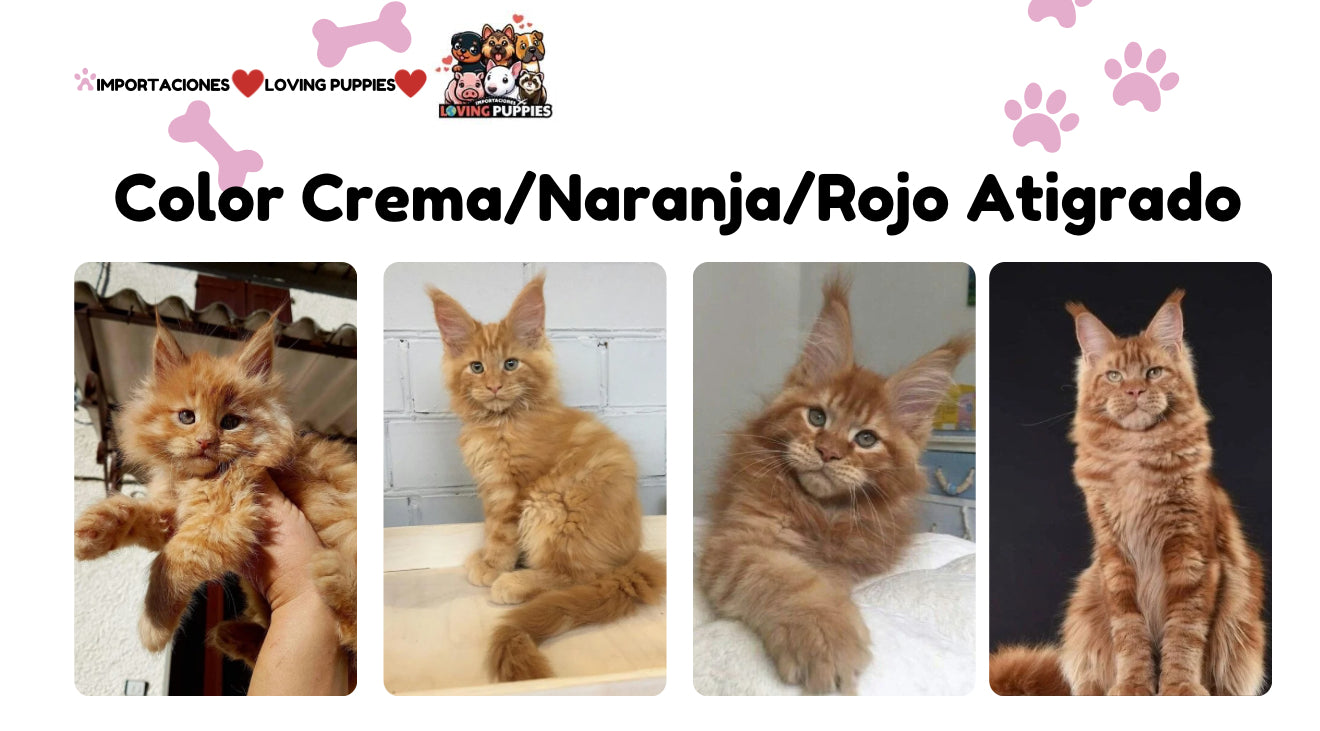 Gato Gigante Maine Coon