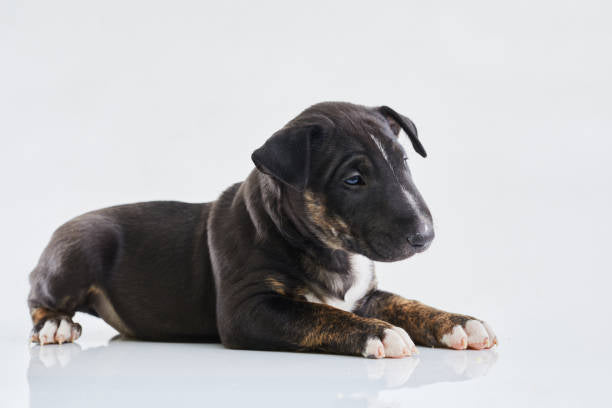 Bull Terrier
