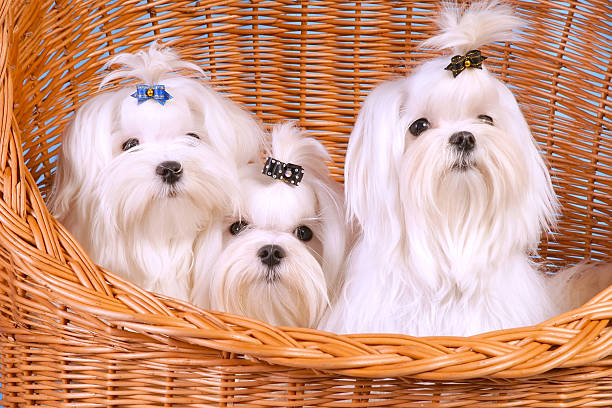 Bichón Maltés