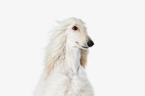 Afghan Hound (Galgo Afgano)