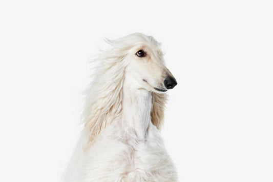 Afghan Hound (Galgo Afgano)