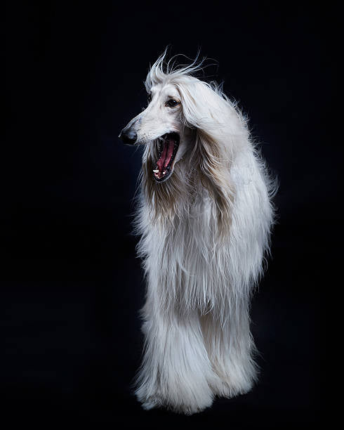 Afghan Hound (Galgo Afgano)