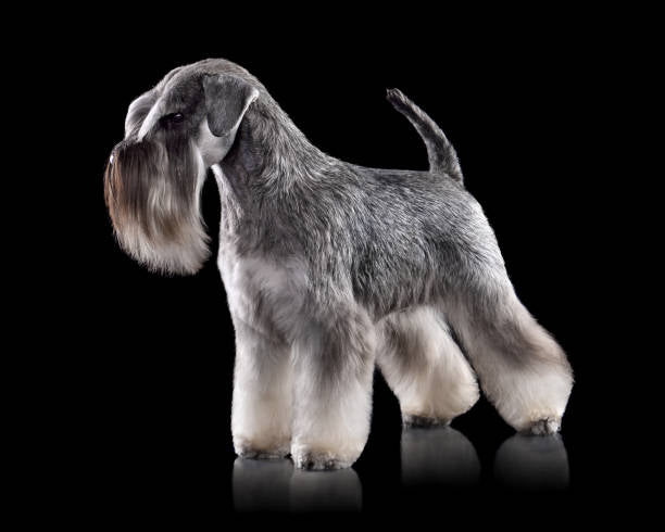 Schnauzer Gigante