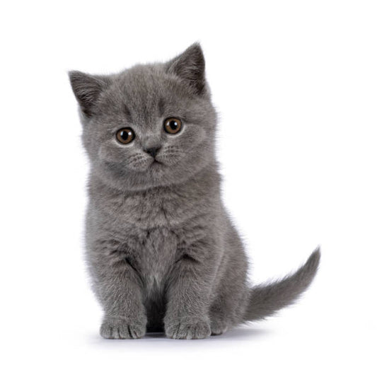 British Shorthair