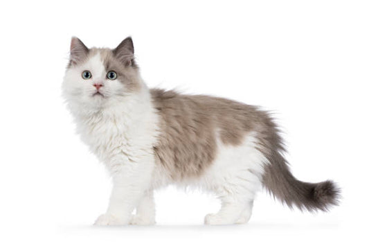 Gato Munchkin