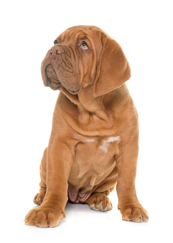 Dogo de Burdeos