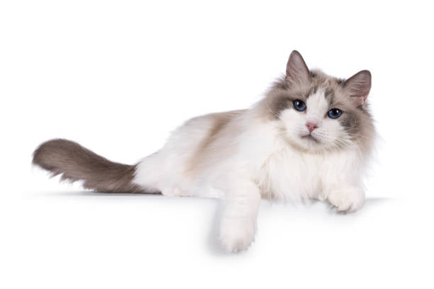 Gato Ragdoll