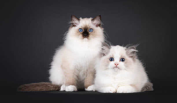 Gato Ragdoll