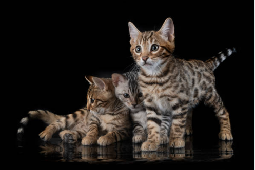 Gato Bengalí