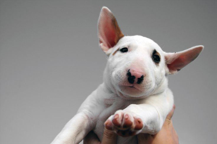 Bull Terrier