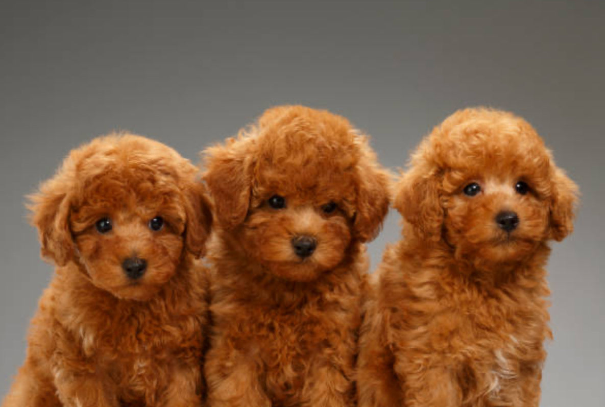 Caniche Toy