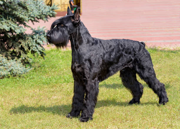 Schnauzer Gigante