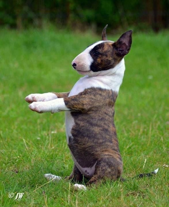 Bull Terrier