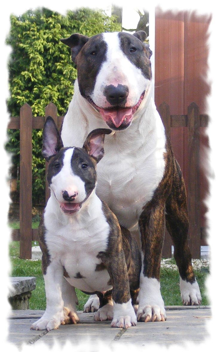 Bull Terrier