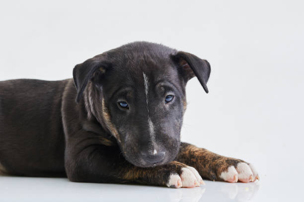 Bull Terrier