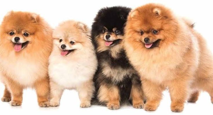 Pomerania
