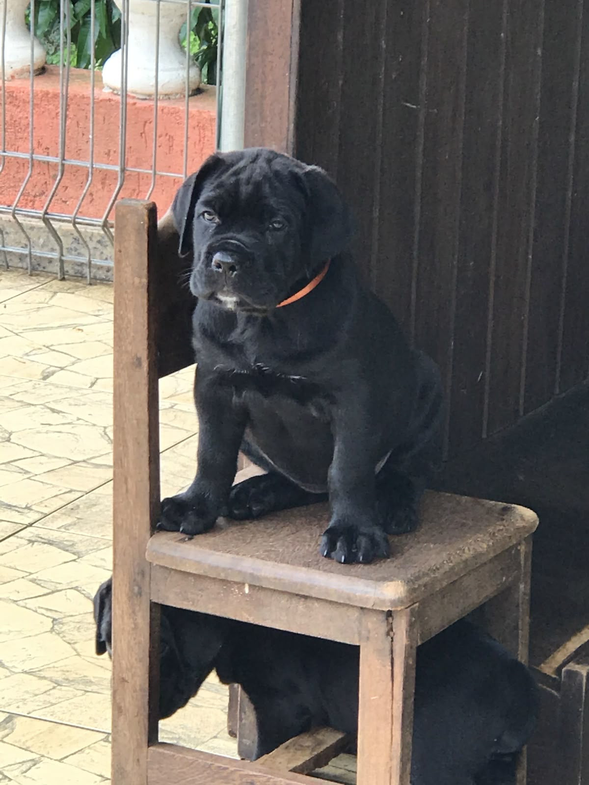 Cane Corso