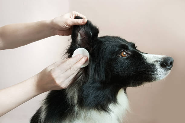 Border Collie Standard