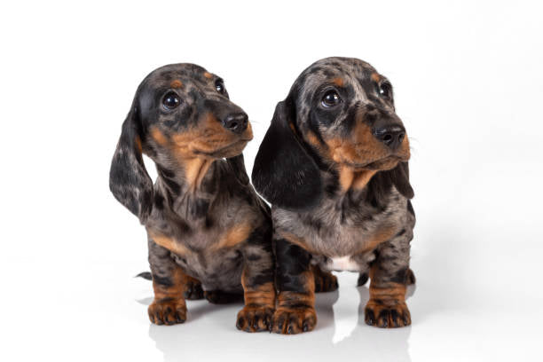 Dachshund Merle de Pelo Corto