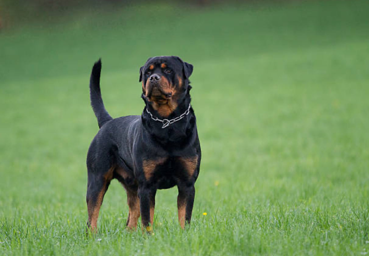 Rottweiler