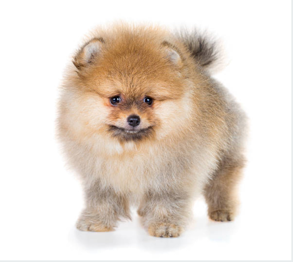Pomerania