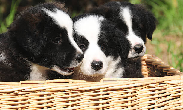 Border Collie Standard