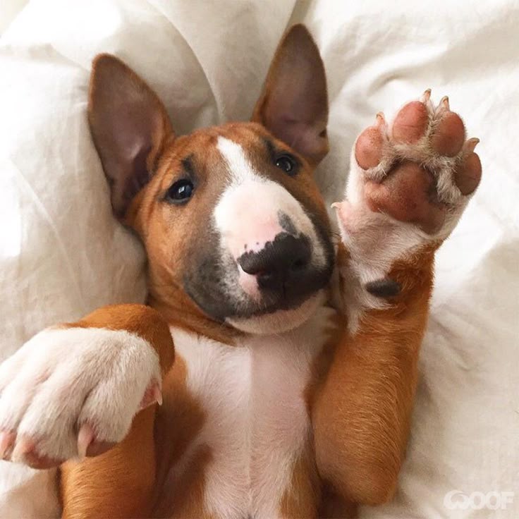 Bull Terrier