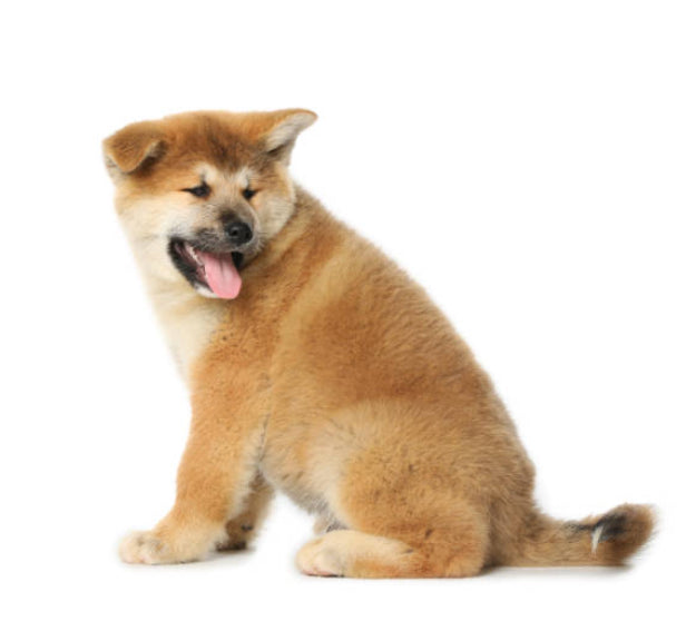 Akita Inu Japonés