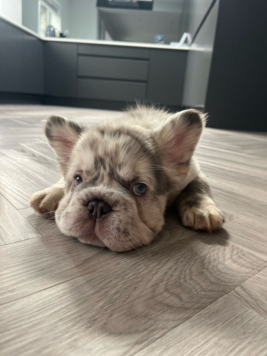 Buldog frances Fluffy