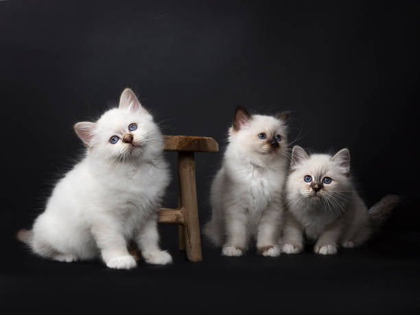 Gato Ragdoll