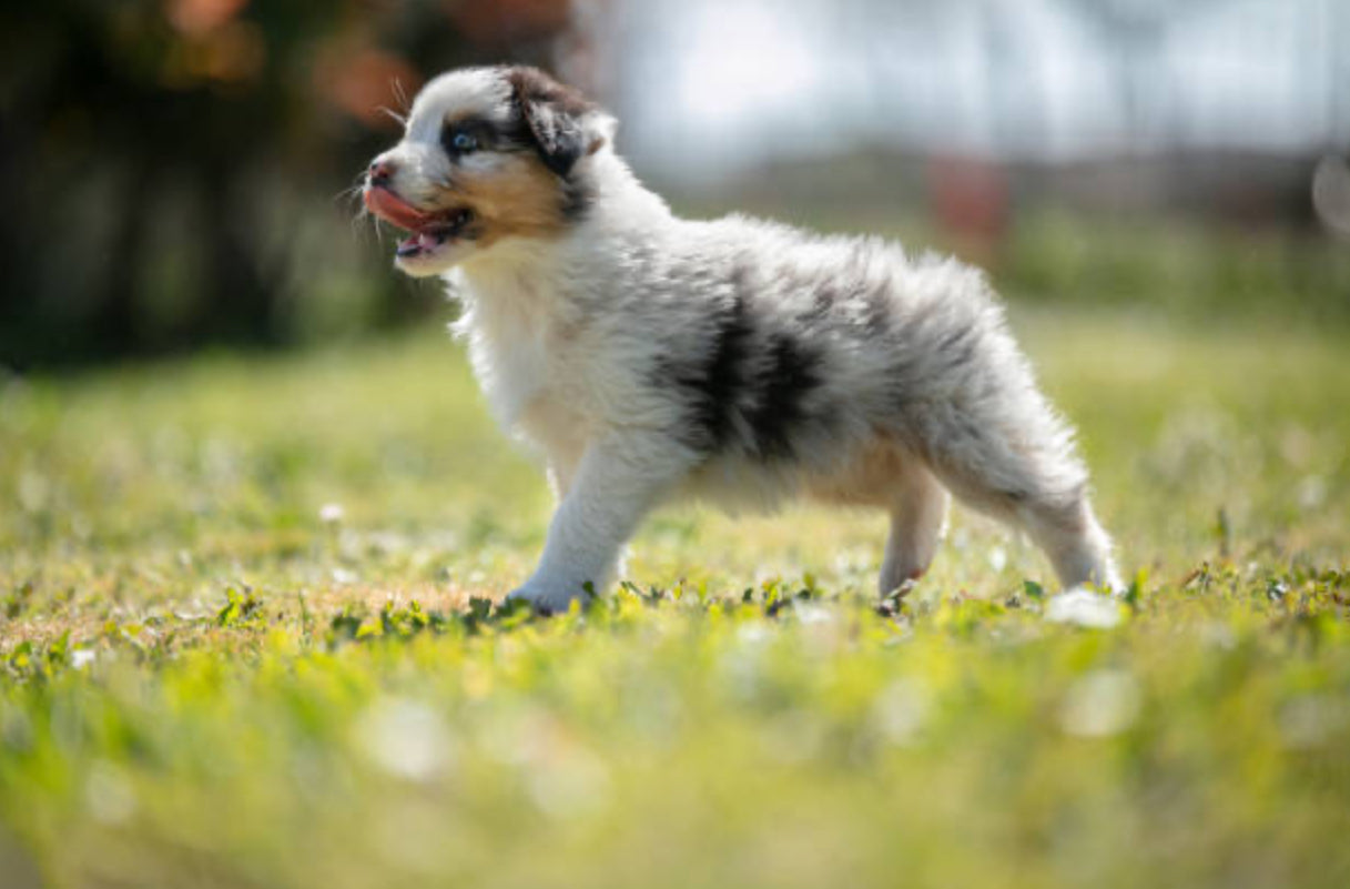 Pastor Ovejero Australiano (Australian Shepherd)