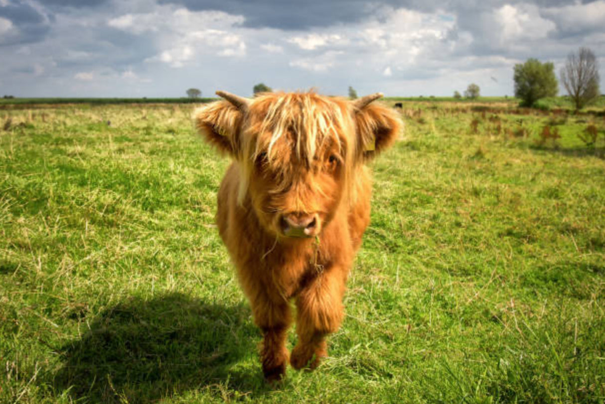 Mini Vaca Highland