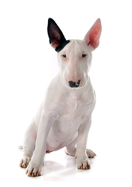 Bull Terrier