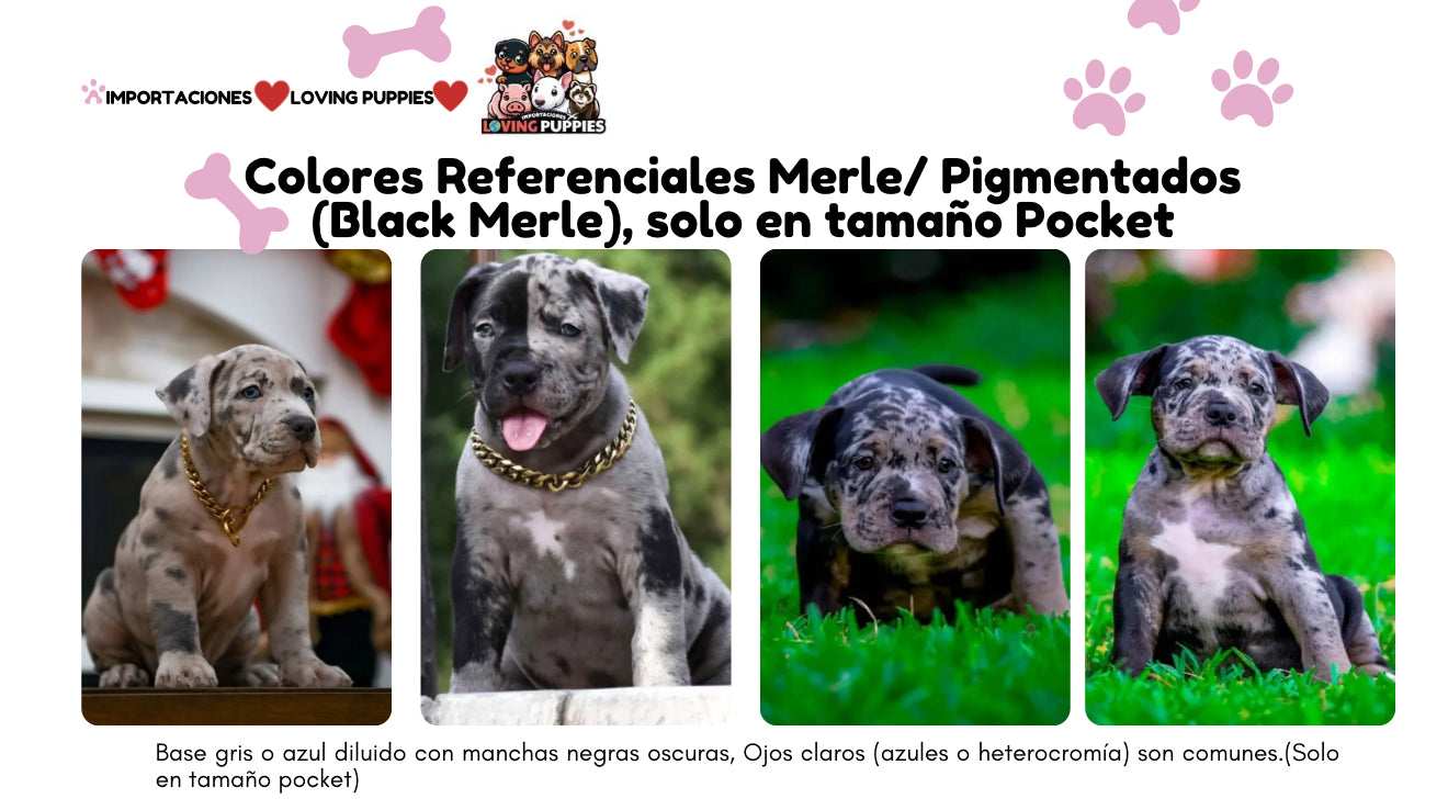 American Bully