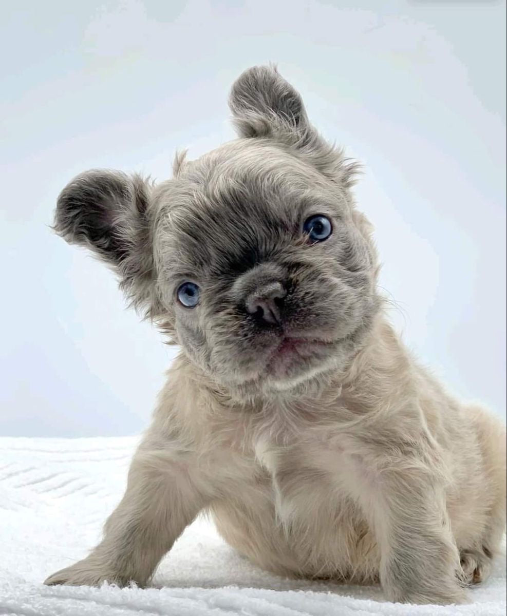 Buldog frances Fluffy