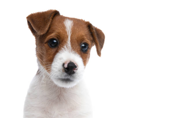 Jack russell terrier