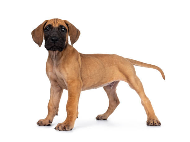 Gran Danés (Dogo Alemán)