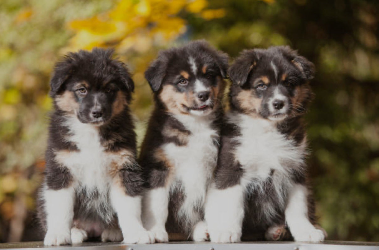 Pastor Ovejero Australiano (Australian Shepherd)