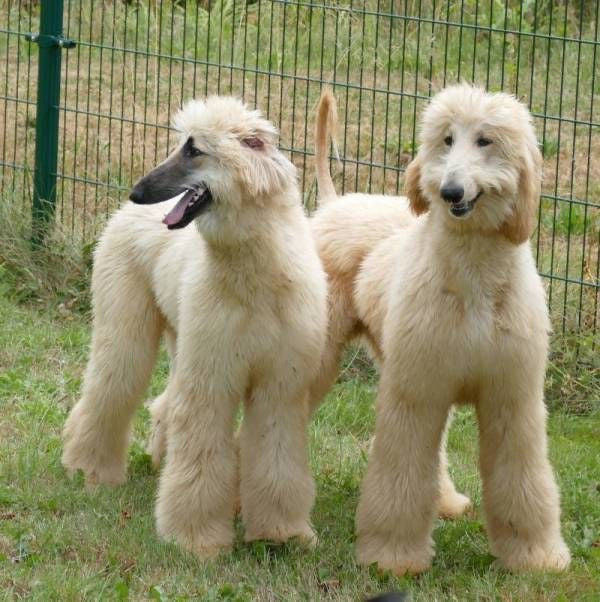 Afghan Hound (Galgo Afgano)