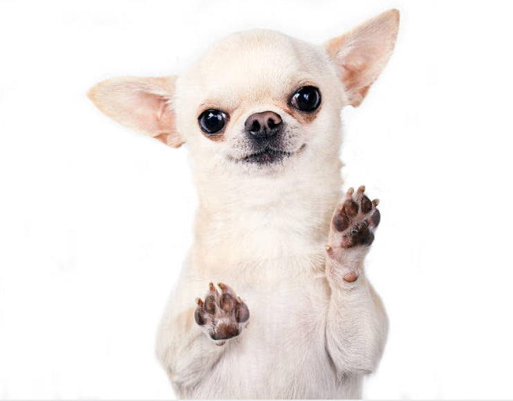 Chihuahua Cabeza de Manzana