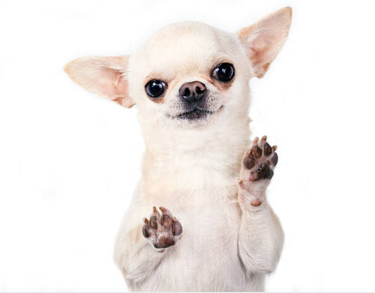 Chihuahua Cabeza de Manzana