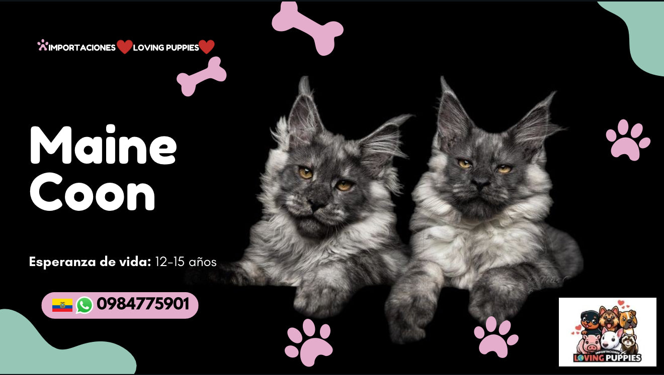 Gato Gigante Maine Coon