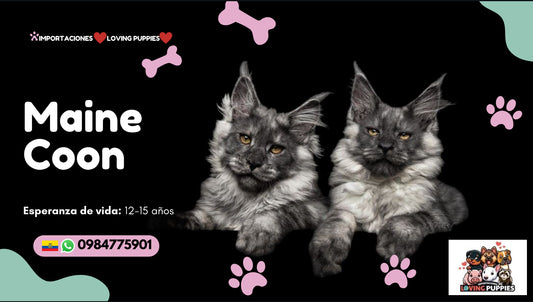 Gato Gigante Maine Coon